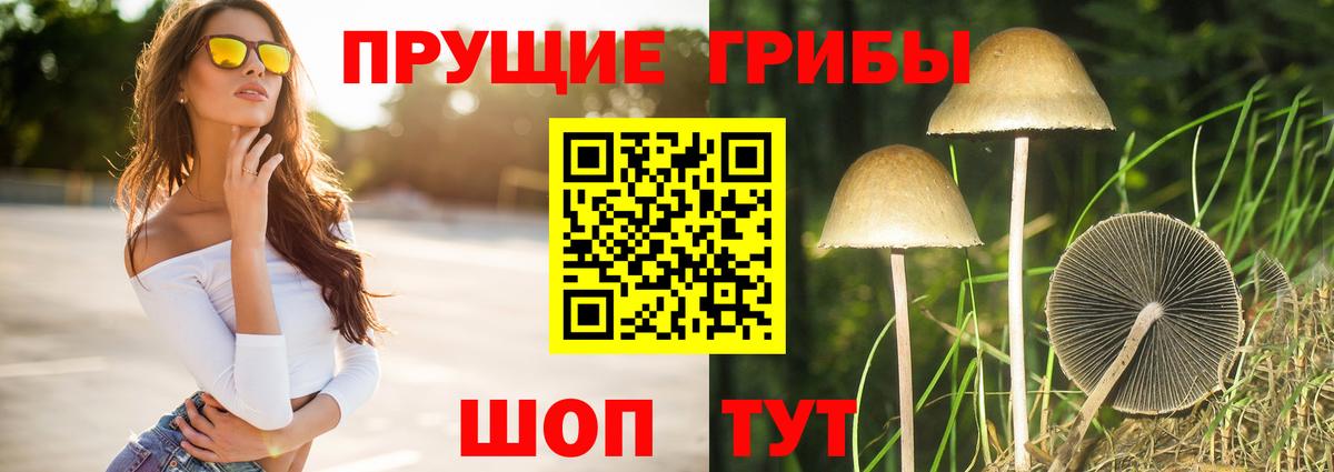 Псилоцибиновые грибы Psilocybine cubensis Щёлково